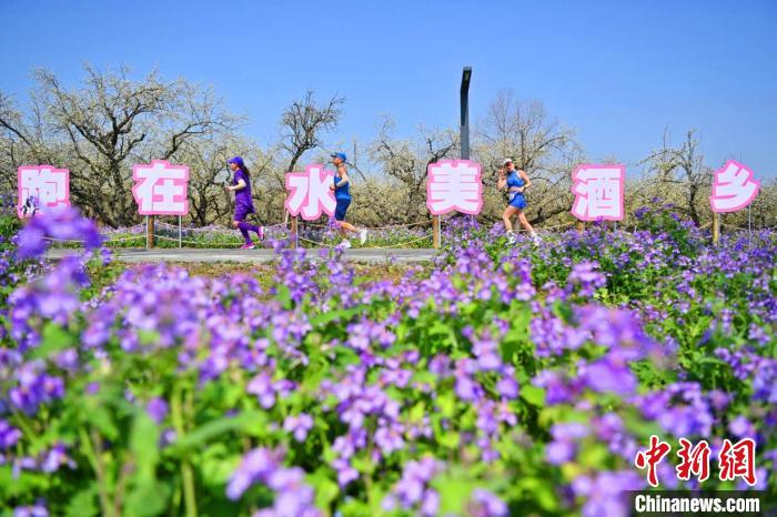跑在水美酒乡的春日奔跑:2024年江苏宿迁马拉松